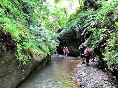 woodwardia-escursione-monte-poro-vibo-valentia-guide-turistiche-associate-calabria